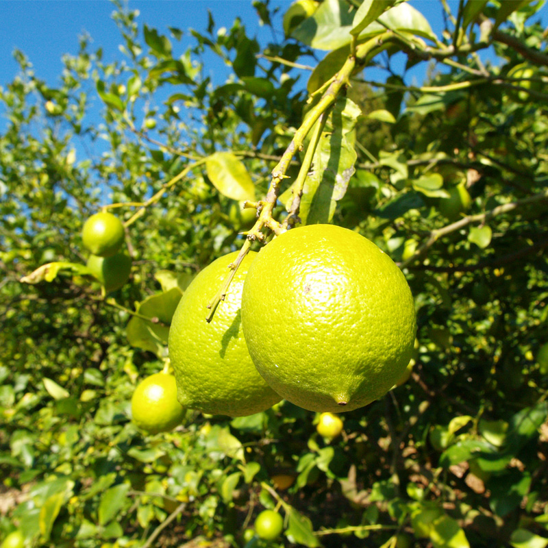 あまくさ柑橘　田尻農園のレモン畑