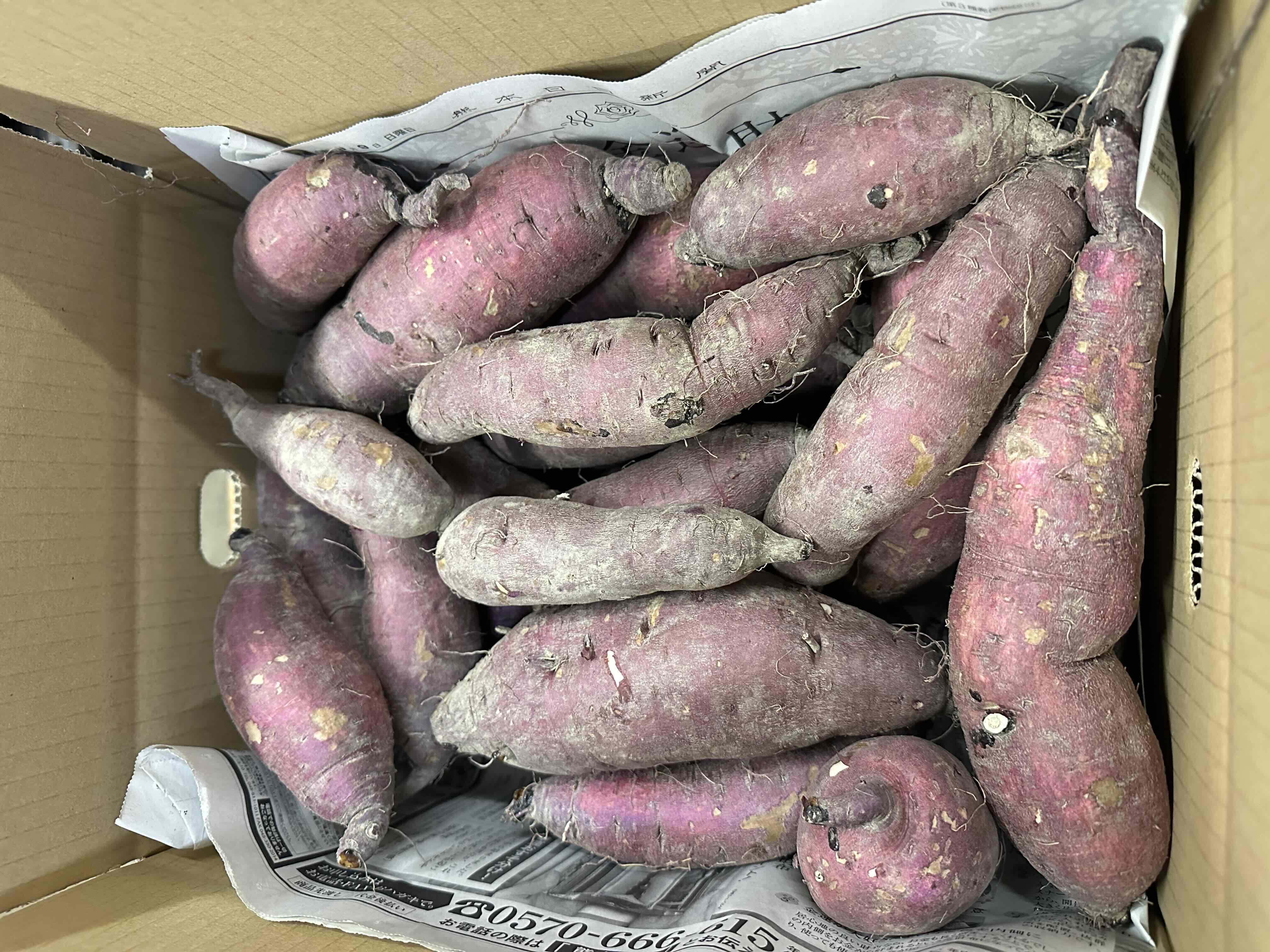 嫁のさつまいも（紅はるか）５kg