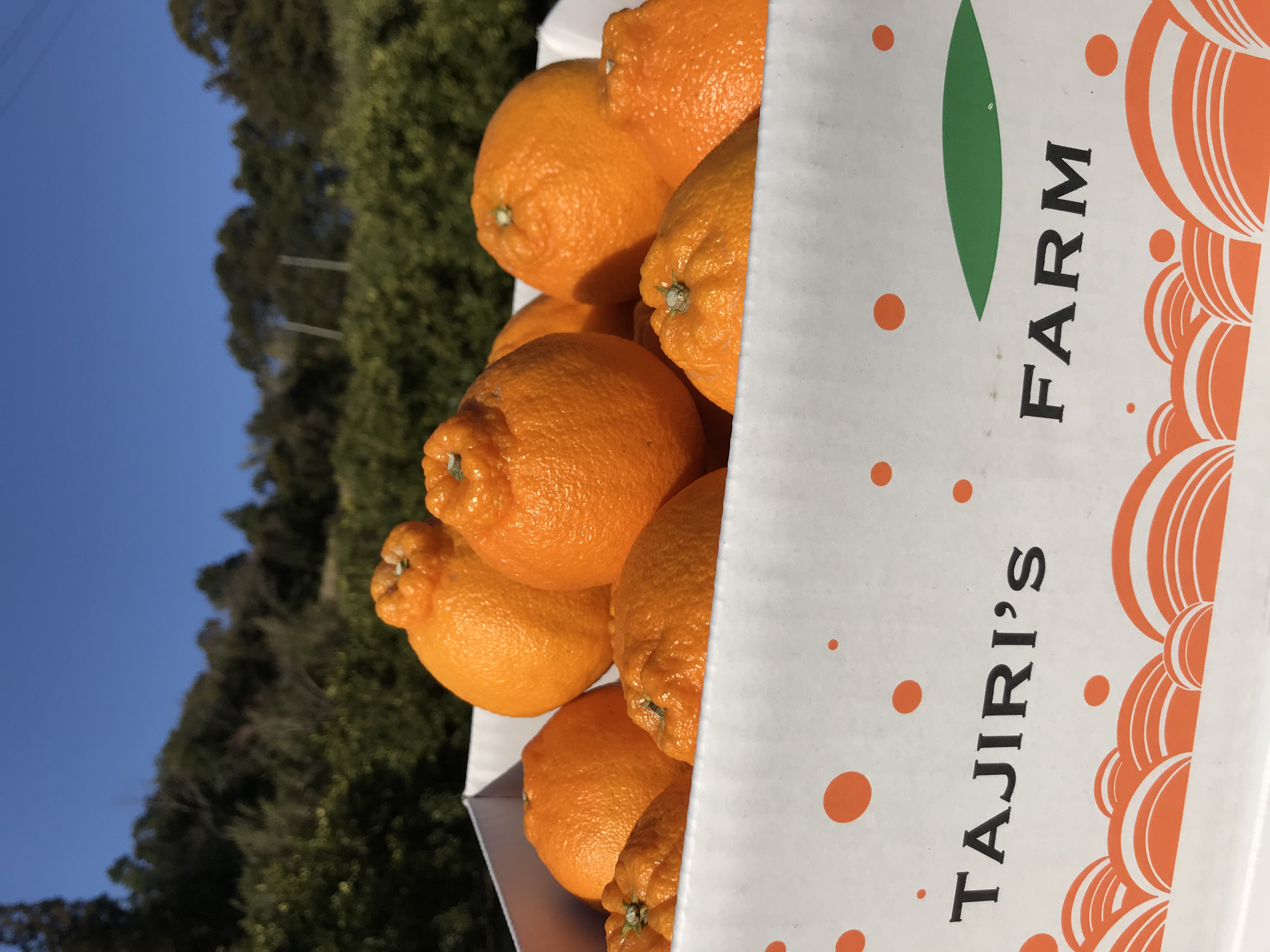 【予約】ハウス不知火5Kg 家庭用（傷・シミあり）12/25頃発送