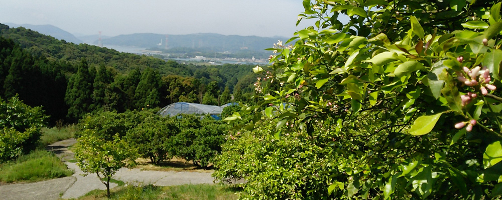 天草のみかん農家　田尻農園 へようこそ！