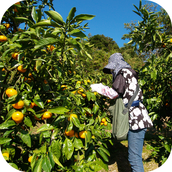 天草のみかん農家　田尻農園